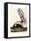 Large Tailed Skunk, 1846-John Woodhouse Audubon-Framed Stretched Canvas