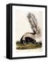 Large Tailed Skunk, 1846-John Woodhouse Audubon-Framed Stretched Canvas