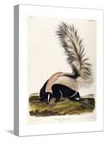 Large Tailed Skunk, 1846-John Woodhouse Audubon-Stretched Canvas