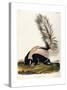 Large Tailed Skunk, 1846-John Woodhouse Audubon-Stretched Canvas