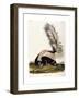 Large Tailed Skunk, 1846-John Woodhouse Audubon-Framed Giclee Print