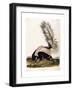 Large Tailed Skunk, 1846-John Woodhouse Audubon-Framed Giclee Print