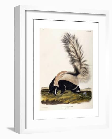 Large Tailed Skunk, 1846-John Woodhouse Audubon-Framed Giclee Print