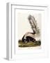 Large Tailed Skunk, 1846-John Woodhouse Audubon-Framed Giclee Print