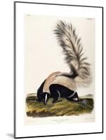 Large Tailed Skunk, 1846-John Woodhouse Audubon-Mounted Giclee Print