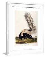 Large Tailed Skunk, 1846-John Woodhouse Audubon-Framed Giclee Print