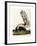 Large Tailed Skunk, 1846-John Woodhouse Audubon-Framed Giclee Print