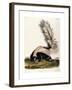 Large Tailed Skunk, 1846-John Woodhouse Audubon-Framed Giclee Print