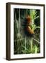 Large Tiger Moth Ôwooly Bearo Caterpillar-null-Framed Photographic Print