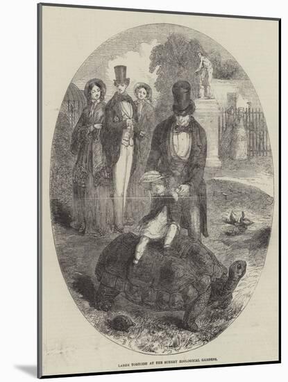 Large Tortoise at the Surrey Zoological Gardens-null-Mounted Giclee Print