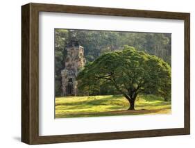 Large Tree and Prasat Suor Prat Temple, Angkor Thom, Cambodia-smithore-Framed Photographic Print