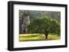 Large Tree and Prasat Suor Prat Temple, Angkor Thom, Cambodia-smithore-Framed Photographic Print