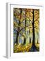 Large Tree in a Sunny Forest-Valery Rybakow-Framed Art Print