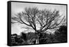 Large Tree in Costa Rica Black White Photo Poster Print-null-Framed Stretched Canvas