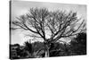 Large Tree in Costa Rica Black White Photo Poster Print-null-Stretched Canvas