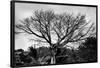 Large Tree in Costa Rica Black White Photo Poster Print-null-Framed Poster