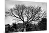 Large Tree in Costa Rica Black White Photo Poster Print-null-Mounted Poster