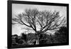 Large Tree in Costa Rica Black White Photo Poster Print-null-Framed Poster