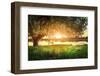 Large Tree on River Shore at Sunset on Summer Evening. the Sun Shines through Branches of the Tree.-Dzmitrock-Framed Photographic Print