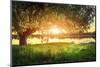 Large Tree on River Shore at Sunset on Summer Evening. the Sun Shines through Branches of the Tree.-Dzmitrock-Mounted Photographic Print