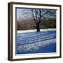 Large Tree, Snow, Calke Abbey-Andrew Macara-Framed Giclee Print