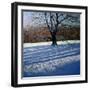 Large Tree, Snow, Calke Abbey-Andrew Macara-Framed Giclee Print