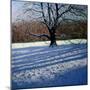 Large Tree, Snow, Calke Abbey-Andrew Macara-Mounted Giclee Print