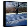 Large Tree, Snow, Calke Abbey-Andrew Macara-Framed Stretched Canvas