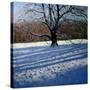 Large Tree, Snow, Calke Abbey-Andrew Macara-Stretched Canvas