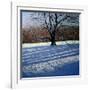 Large Tree, Snow, Calke Abbey-Andrew Macara-Framed Giclee Print