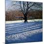 Large Tree, Snow, Calke Abbey-Andrew Macara-Mounted Giclee Print