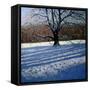 Large Tree, Snow, Calke Abbey-Andrew Macara-Framed Stretched Canvas