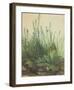 Large Turf-Albrecht Dürer-Framed Art Print