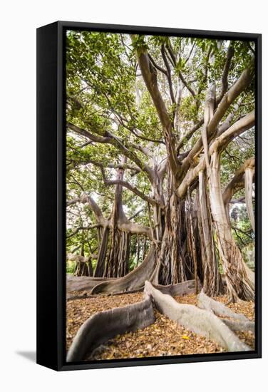 Large Twisted Roots of a Moreton Bay Fig Tree (Banyan Tree) (Ficus Macrophylla)-Matthew Williams-Ellis-Framed Stretched Canvas