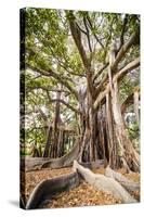 Large Twisted Roots of a Moreton Bay Fig Tree (Banyan Tree) (Ficus Macrophylla)-Matthew Williams-Ellis-Stretched Canvas