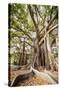 Large Twisted Roots of a Moreton Bay Fig Tree (Banyan Tree) (Ficus Macrophylla)-Matthew Williams-Ellis-Stretched Canvas