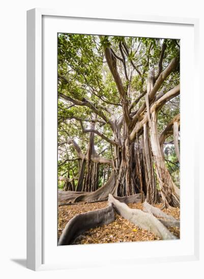 Large Twisted Roots of a Moreton Bay Fig Tree (Banyan Tree) (Ficus Macrophylla)-Matthew Williams-Ellis-Framed Photographic Print