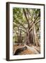 Large Twisted Roots of a Moreton Bay Fig Tree (Banyan Tree) (Ficus Macrophylla)-Matthew Williams-Ellis-Framed Photographic Print