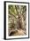 Large Twisted Roots of a Moreton Bay Fig Tree (Banyan Tree) (Ficus Macrophylla)-Matthew Williams-Ellis-Framed Photographic Print