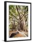 Large Twisted Roots of a Moreton Bay Fig Tree (Banyan Tree) (Ficus Macrophylla)-Matthew Williams-Ellis-Framed Photographic Print