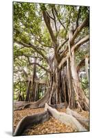 Large Twisted Roots of a Moreton Bay Fig Tree (Banyan Tree) (Ficus Macrophylla)-Matthew Williams-Ellis-Mounted Photographic Print