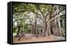 Large Twisted Roots of a Moreton Bay Fig Tree (Banyan Tree) (Ficus Macrophylla)-Matthew Williams-Ellis-Framed Stretched Canvas