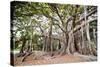 Large Twisted Roots of a Moreton Bay Fig Tree (Banyan Tree) (Ficus Macrophylla)-Matthew Williams-Ellis-Stretched Canvas