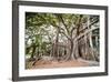Large Twisted Roots of a Moreton Bay Fig Tree (Banyan Tree) (Ficus Macrophylla)-Matthew Williams-Ellis-Framed Photographic Print