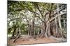 Large Twisted Roots of a Moreton Bay Fig Tree (Banyan Tree) (Ficus Macrophylla)-Matthew Williams-Ellis-Mounted Photographic Print