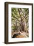 Large Twisted Roots of a Moreton Bay Fig Tree (Banyan Tree) (Ficus Macrophylla)-Matthew Williams-Ellis-Framed Photographic Print