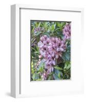 Large variegated pink rhododendron blossoms in a spring garden.-Julie Eggers-Framed Photographic Print