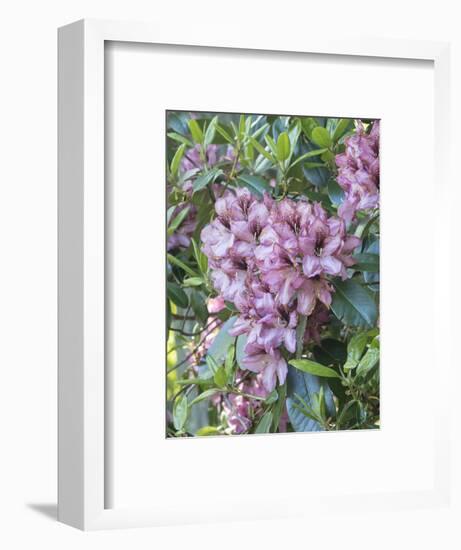 Large variegated pink rhododendron blossoms in a spring garden.-Julie Eggers-Framed Photographic Print