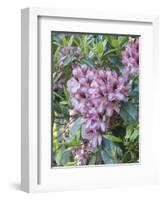 Large variegated pink rhododendron blossoms in a spring garden.-Julie Eggers-Framed Photographic Print