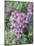 Large variegated pink rhododendron blossoms in a spring garden.-Julie Eggers-Mounted Photographic Print
